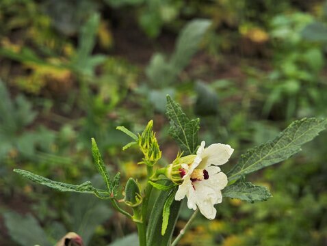 Okra flower and pod or Abelmoschus esculentus also known as ladies finger, bhindi, or gumbo