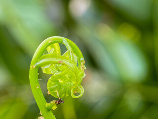 young frond of a fern (often called a fiddlehead) © and