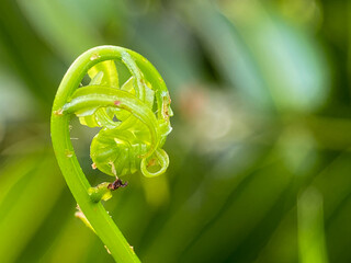 young frond of a fern (often called a fiddlehead) © and