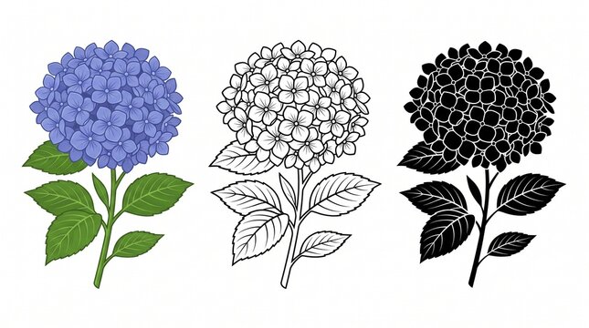 Botanical hydrangea flower set, purple floral illustrations with leaves, black and white line art and silhouette hydrangea icons