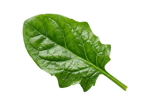 Single fresh green spinach leaf with water droplets isolated on transparent background