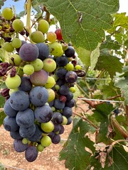 Racimo de uvas verdes y moradas madurando en la vid © Max
