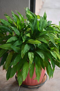 Houseplant