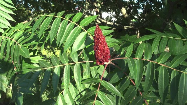 Close-up of vibrant red staghorn sumac fruit cluster on a green leafy branch swaying in the summer breeze. Symbolizes wild nature and botany. Ideal for ecology and plant life content today