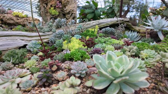 A colorful succulent garden display inside the Flower Dome at Gardens by the Bay, Singapore, featuring diverse succulents arranged around natural driftwood