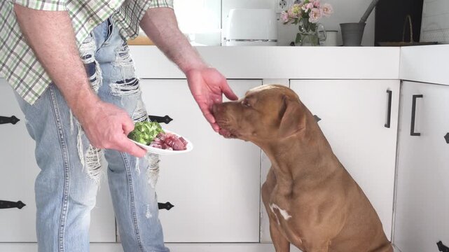Man feeds his dog a healthy meal with raw meat and fresh broccoli. Symbolizes responsible pet ownership, proper nutrition, and caring for animals. Ideal for pet care, and animal lifestyle content