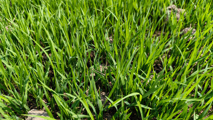 Fototapeta premium Young Green Wheat Sprouting from the Soil