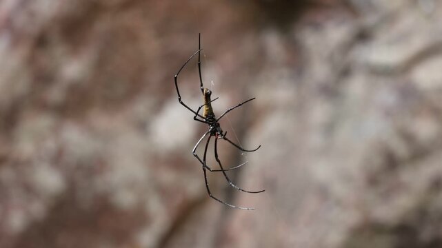 Giant Golden Orb Weaver prowling along its web