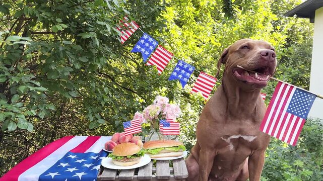 Happy brown dog at a patriotic outdoor celebration with American flags, burgers, and decorations. Symbolizes animal-friendly holidays. Perfect for American holidays and pet care content