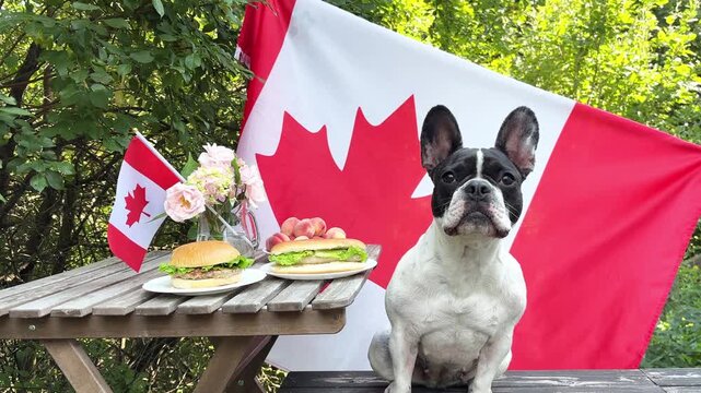 Cute dog at a patriotic outdoor celebration with Canadian flag, burgers, and decorations. Symbolizes animal-friendly holidays. Perfect for American holidays and pet care content