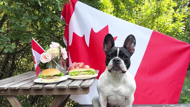 Cute dog at a patriotic outdoor celebration with Canadian flag, burgers, and decorations. Symbolizes animal-friendly holidays. Perfect for American holidays and pet care content