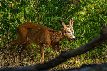 Roebuck in the woods. © pityke70