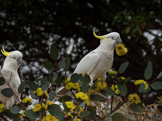 Fototapeta premium A Sulphar Crested Cockatoo with a yellow Eucalyptus pressiana flower in its beak whilst another Cockatoo looks on. 