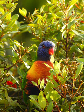 rainbow lorikeet in the tree