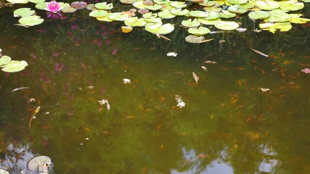 Urban park pond with many orange koi fish swimming near surface eating bread thrown by people. Green lily pads with pink flower, natural water reflection, peaceful city nature scene 4k video