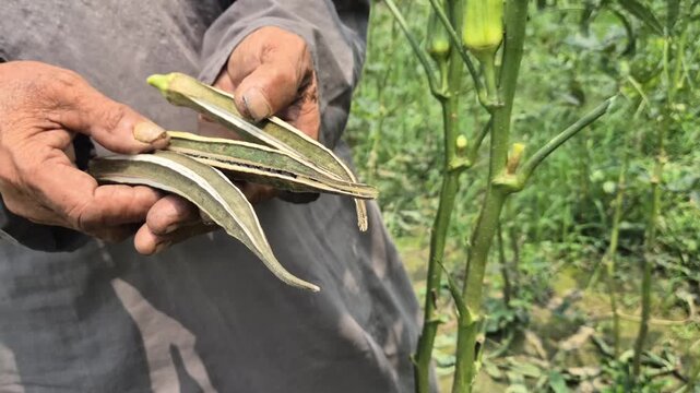 Close Up Of Farmer Hands Holding Dry Mature Okra Seed Pods In Vegetable Field