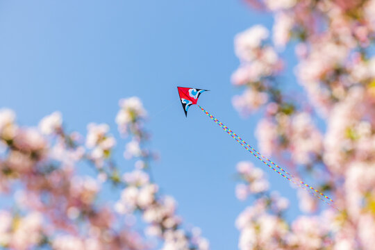 A vibrant colorful kite flies in a clear blue sky, framed by blurred pink blooming tree branches on either side, capturing a pleasant spring outdoor scene.