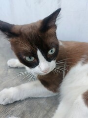 black and white cat, adorable cute animal © DNA