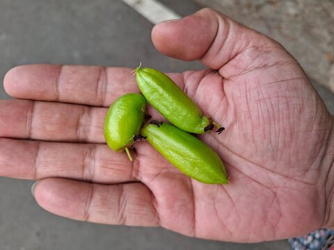 Fresh green averrhoa bilimbi or belimbing wuluh held in a human hand. This sour tropical fruit is widely used as a traditional cooking ingredient, organic food asset, and herbal remedy in Asia.
