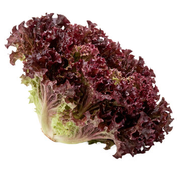 Fresh Red Leaf Lettuce Isolated On Transparent Background
