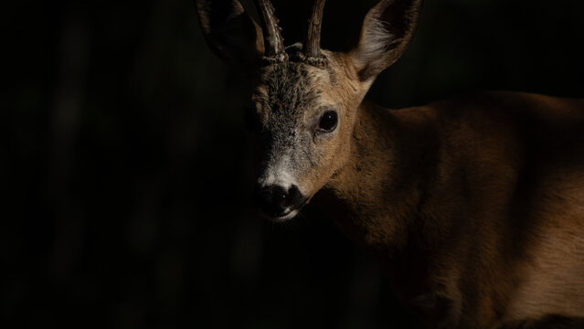 roebuck in the woods