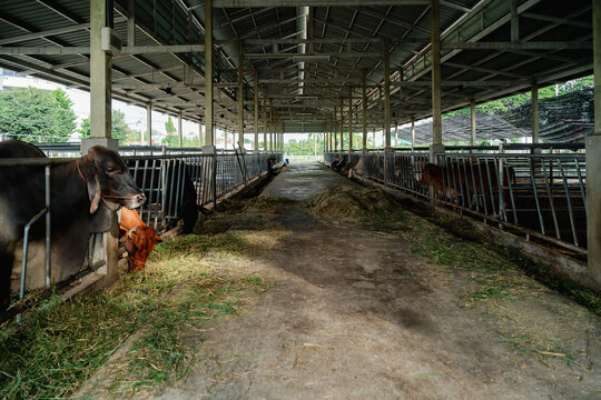 Close up of cows feeding on fresh grass in livestock shed agriculture concept.