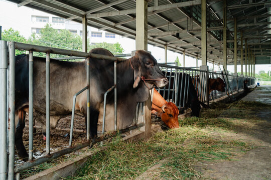Close up of cows feeding on fresh grass in livestock shed agriculture concept.