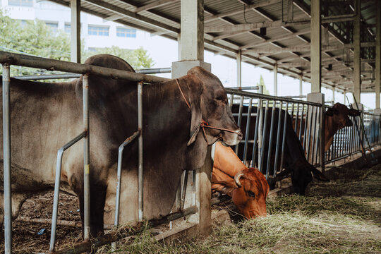 Close up of cows feeding on fresh grass in livestock shed agriculture concept.