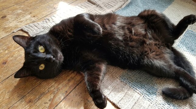 Black cat with green eyes lying on its back on a wooden floor.