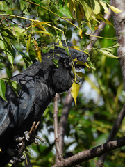 red tailed cockatoo © rina