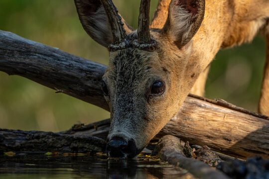 roebuck in the woods