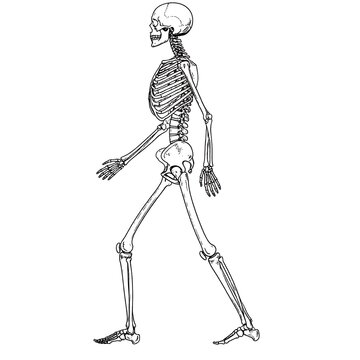 Human skeleton anatomical medical illustration.