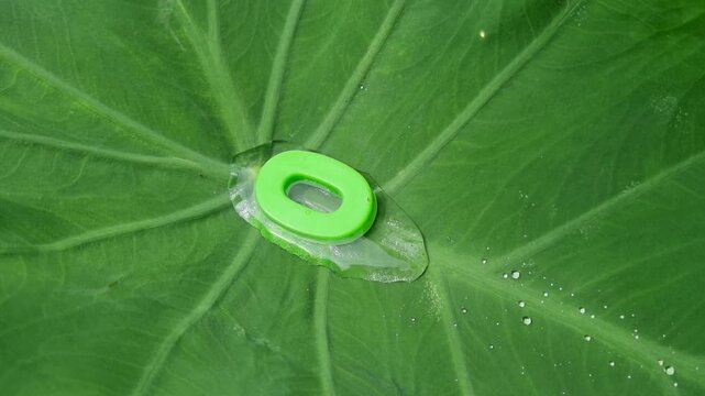 Green letter o floating on water droplet over large green leaf alphabet nature dew botany macro