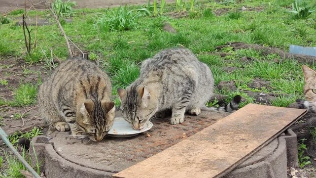 Three stray tabby cats gather around a white bowl eating dry pet food beside building.One cat waits before starting to eat. Close-up smartphone footage in natural daylight animal feeding homeless pet