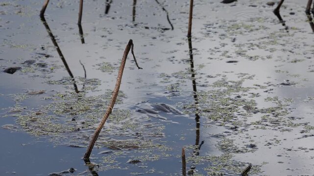 Australasian Darter hunting underwater for fish