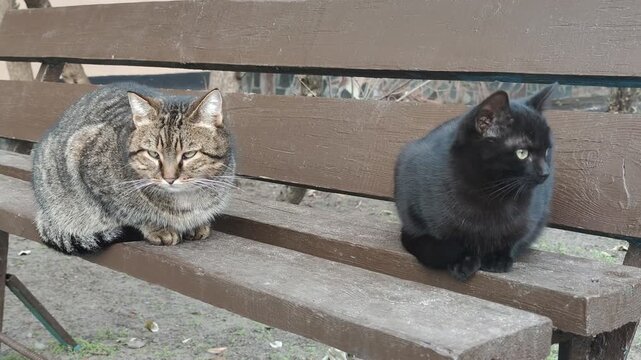 Two Stray Tabby Cats Resting on Wooden Bench Green Eyed Outdoor Feline Pair Two homeless outdoor cats resting together on a wooden bench. Brown tabby mother cat and black kitten sit calmly side by sid