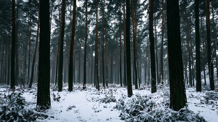 Obraz premium A serene winter forest scene featuring tall pine trees covered in snow under an overcast sky