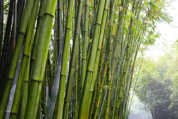 Fototapete Badezimmer Green bamboo forest at Chengdu Research Base of Giant Panda Breeding  © Bowonpat