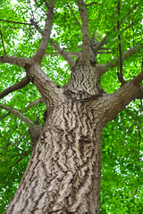 Fototapeta premium Looking up at branches of big tree.