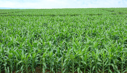 Fototapeta premium Young sorghum crop&nbsp;in a farm field.