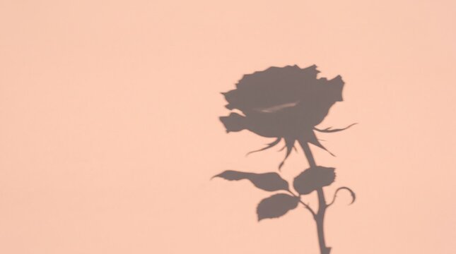 Black silhouette of a blooming rose in vector style on pastel peach and pink backgrounds. Minimalist floral graphic, botanical illustration, elegant bloom design, smooth shadow art