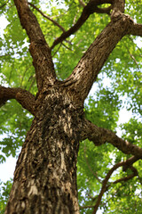 Fototapeta premium Looking up at branches of big tree.