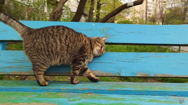 Big Cute street stray cat trying to attract attention and please. animal without an owner brown fat pregnant cat wooden bench summer, spring sunny day Fat pregnant street cat rubs rejoices and meows