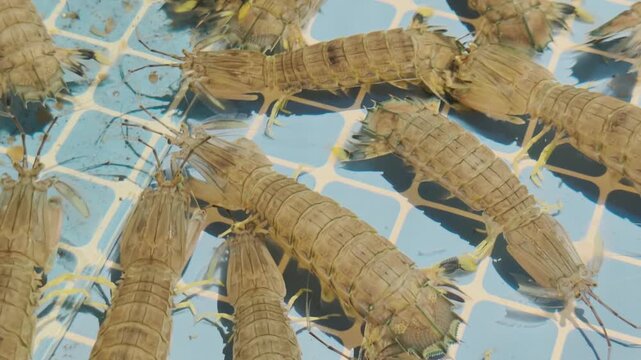 4K Live mantis shrimps crawling inside water tank display