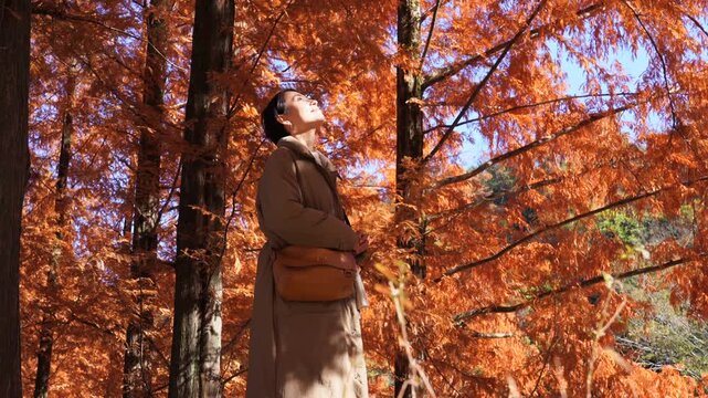 秋の紅葉を楽しむ女性　ミドルエイジ
