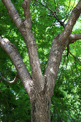 Fototapeta premium Tree trunk with green leaves
