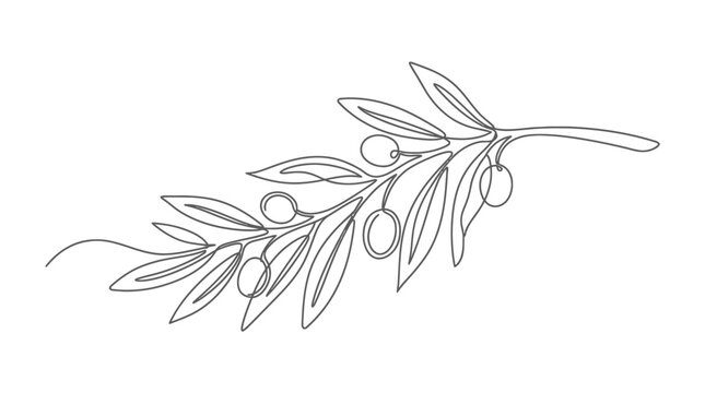 Olive branch with leaves and olives is illustrated in a minimalist continuous line art style.