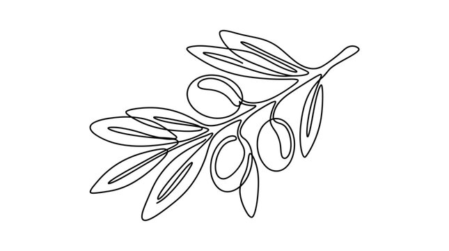 Olive branch drawing showcases a minimalist continuous line art illustration on a clean white background.