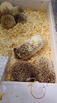 Group of young African pygmy hedgehogs resting in a white plastic enclosure with light wood shavings. Top down view of cute spiked exotic pets in a domestic habitat for breeding or adoption.