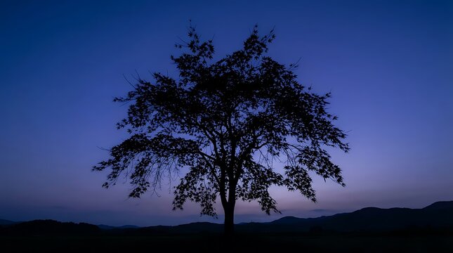 A solitary tree silhouetted against a deep blue twilight sky at dusk.
